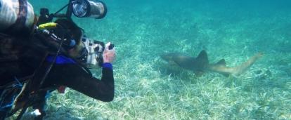 A volunteer taking a picture of a shark during their marine conservation work in Belize. This image depicts a Projects Abroad volunteer photographing a shark during their marine conservation work in Belize.